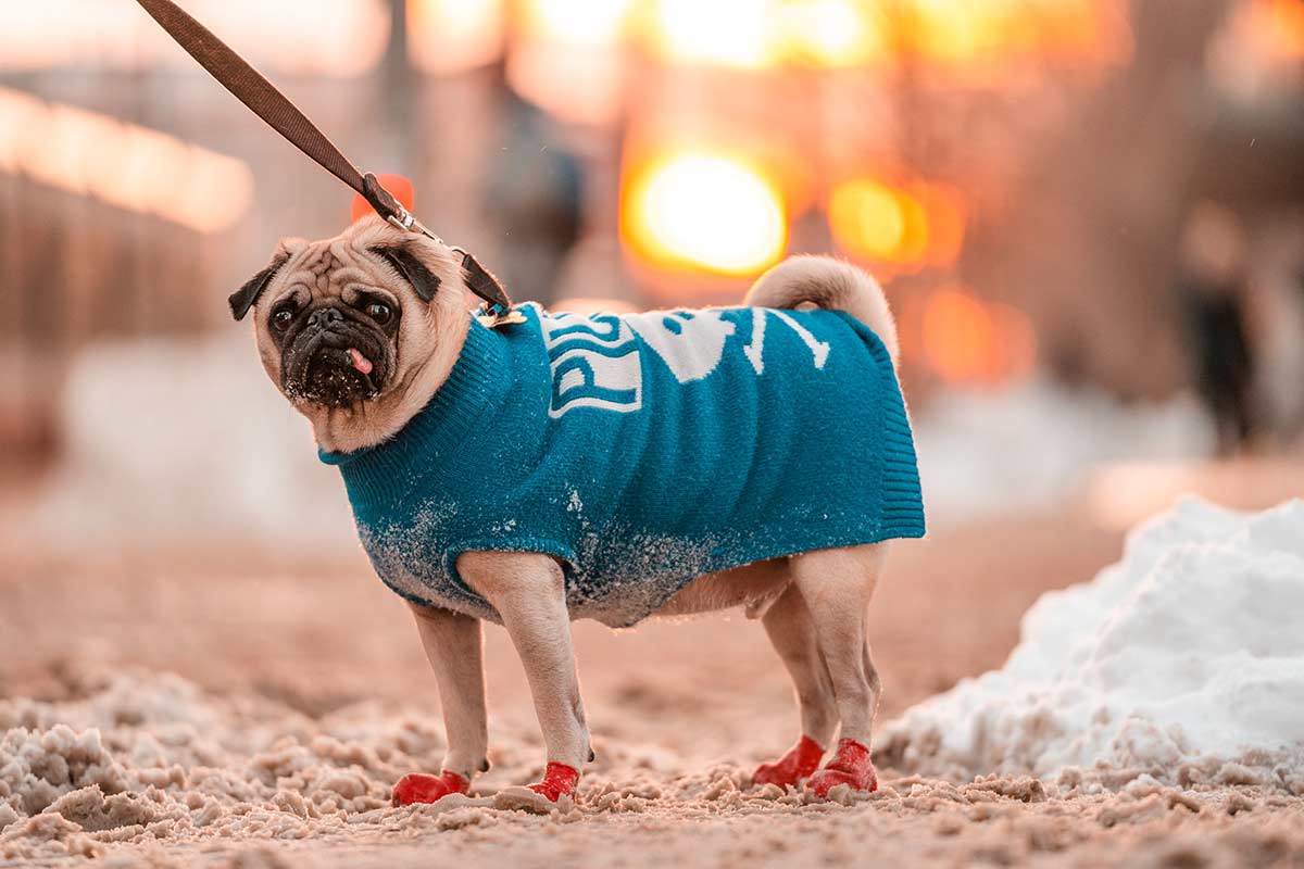 dog hiking boots